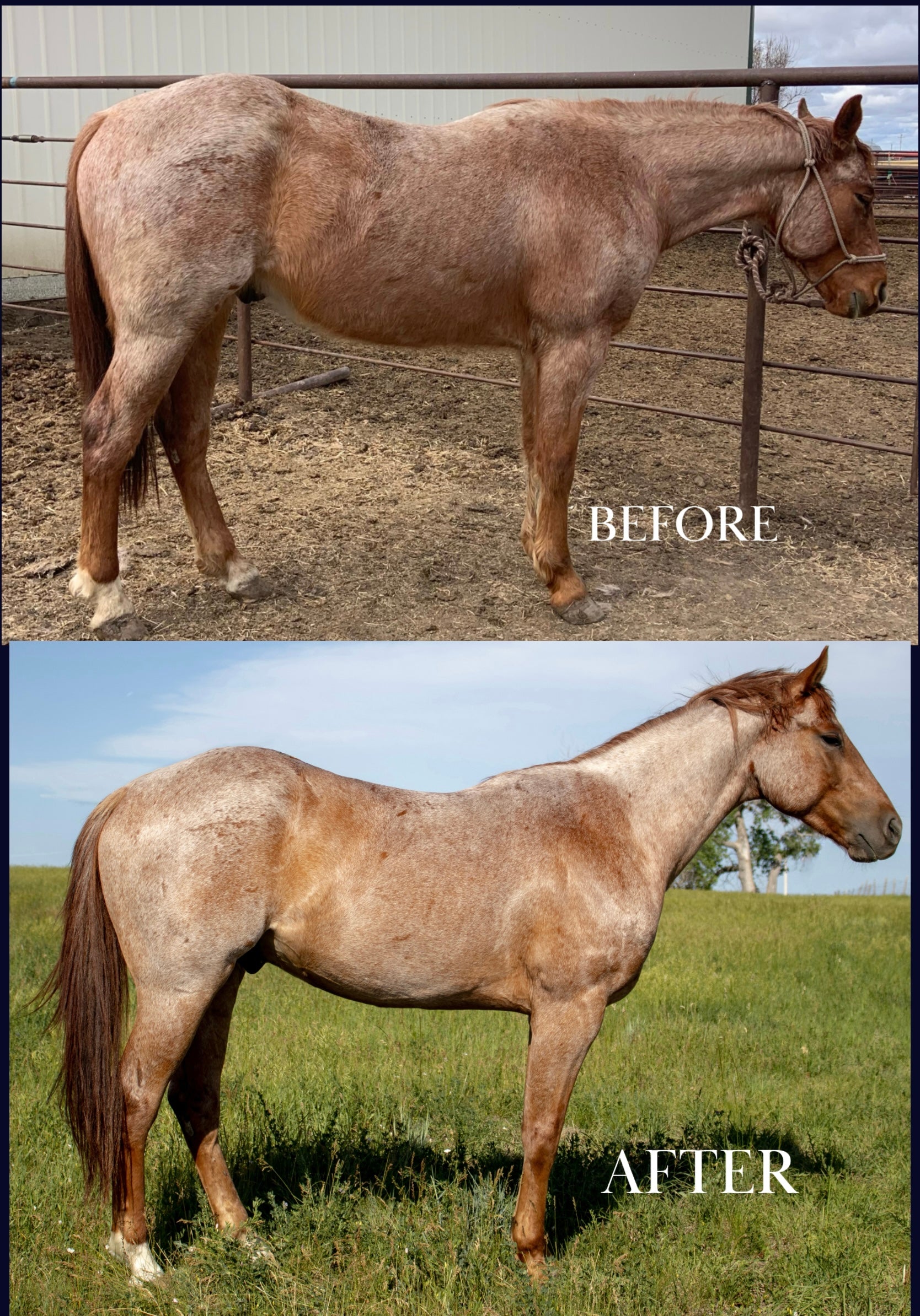 Cellular Equine Complete formula