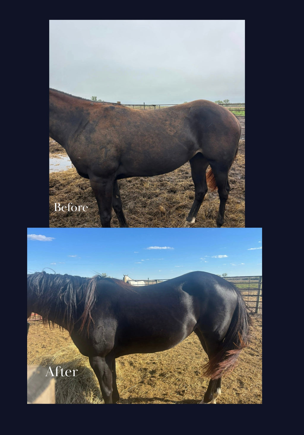 Cellular Equine Complete formula