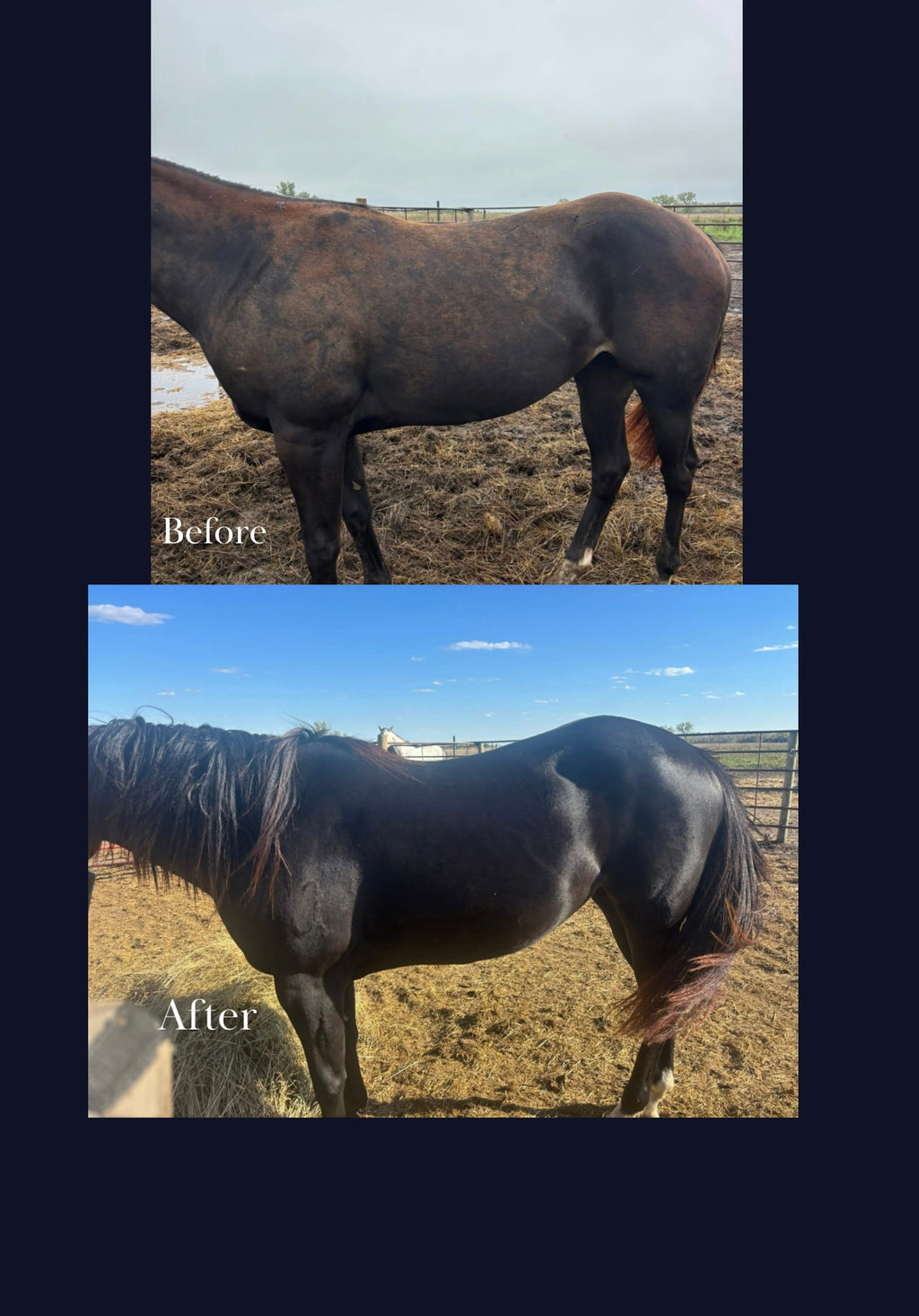 Complete Formula, ( without garlic )